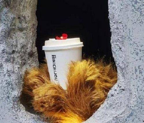 网红咖啡熊,跨界潮流的咖啡界新宠