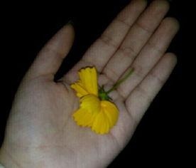 吃瓜黄料视频,带你领略网络热点的背后真相